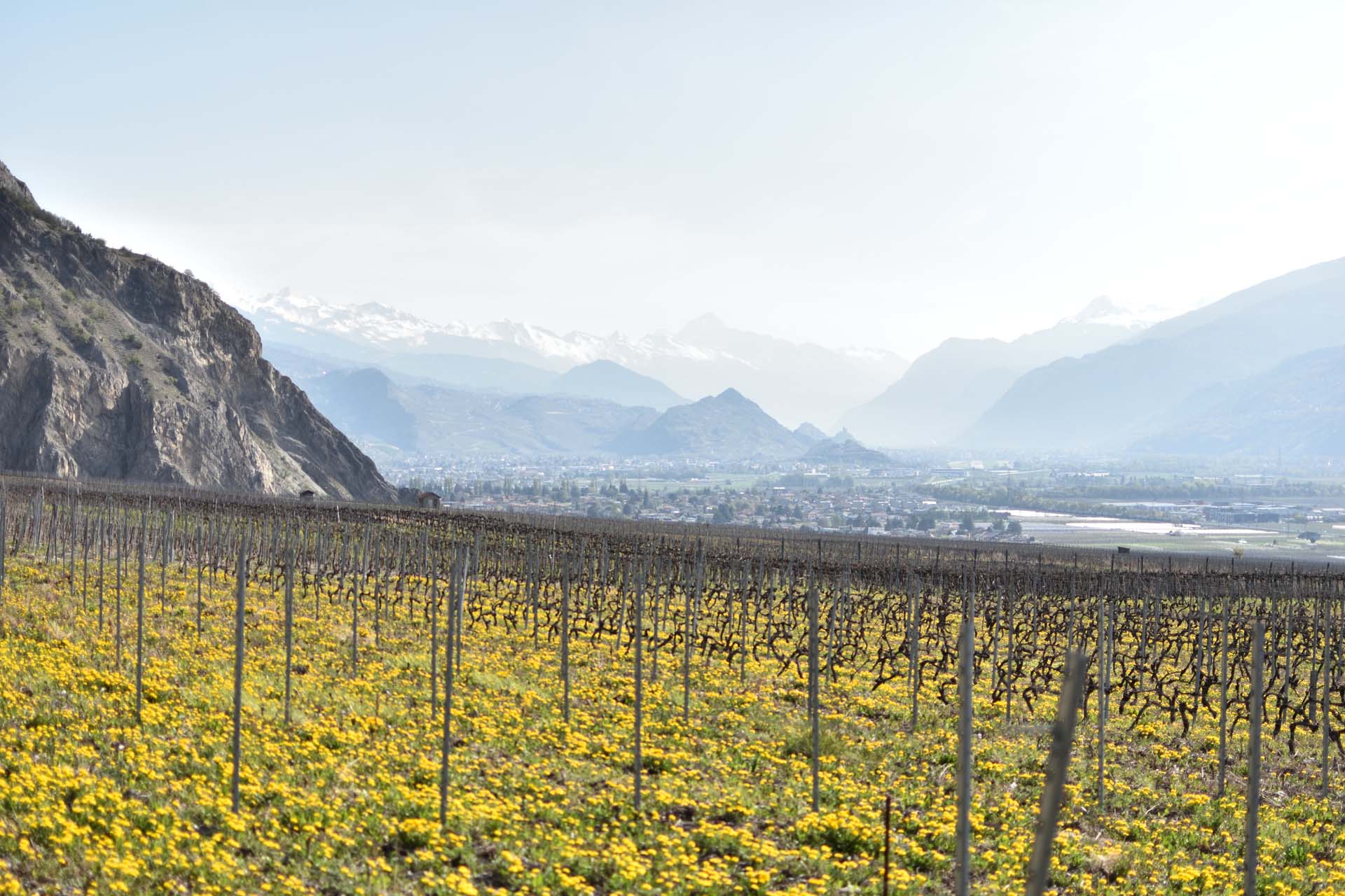 Immersion dans le plus grand vignoble du Valais